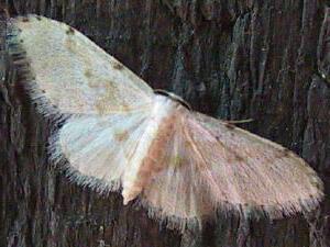 Idaea productata