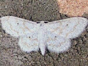 Idaea obfusaria