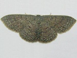 Pleuroprucha insulsaria