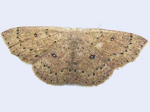 Cyclophora packardi