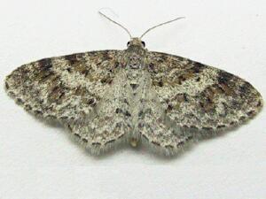 Hydrelia inornata