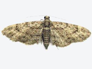 Eupithecia miserulata