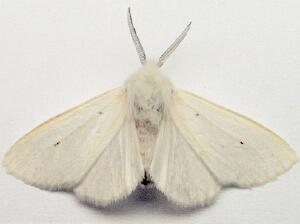 Spilosoma congrua