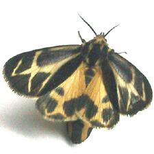 Apantesis nais