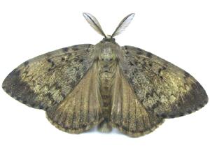 Lymantria dispar