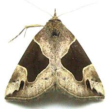 Hypena manalis