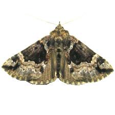 Hypena palparia