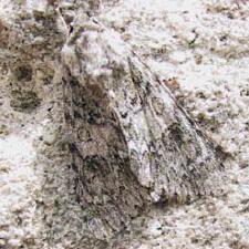 Acronicta rubricoma