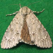 Acronicta americana