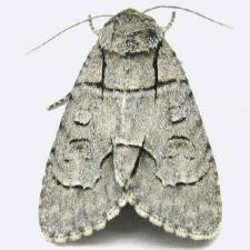 Acronicta radcliffei