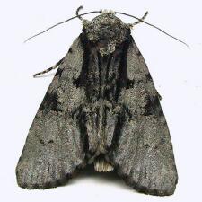 Acronicta funeralis