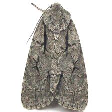 Acronicta hasta