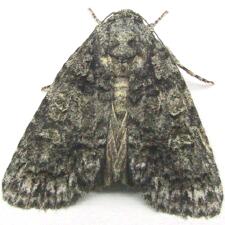 Acronicta modica