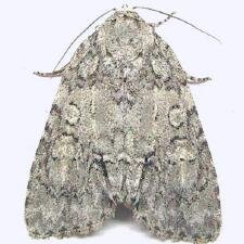 Acronicta modica