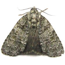 Acronicta increta