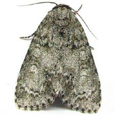 Acronicta retardata