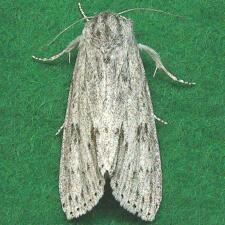 Acronicta oblinita