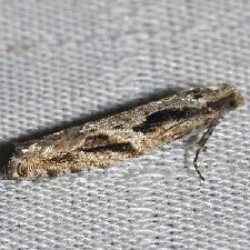 Epinotia sotipena