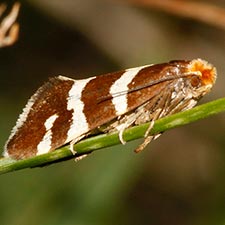 Lampronia oregonella