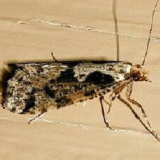 Morophagoides burkerella