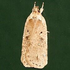 Agonopterix argillacea