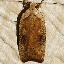 Agonopterix nervosa