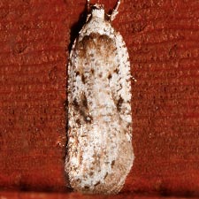 Exaeretia ciniflonella