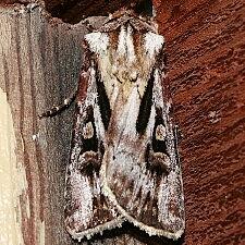 Agrotis vancouverensis