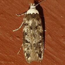 Endrosis sarcitrella