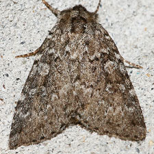 Xestia speciosa