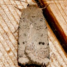 Abagrotis baueri