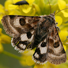 Heliothis ononis