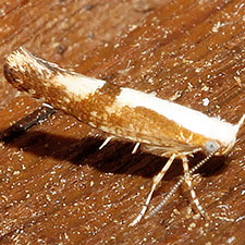 Argyresthia pruniella