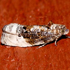 Hedya nubiferana