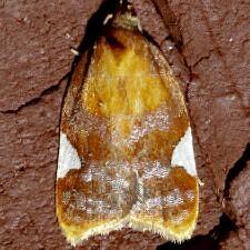 Acleris holmiana