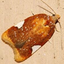 Acleris holmiana