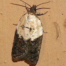 Acleris variegana