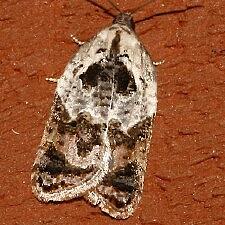 Acleris variegana