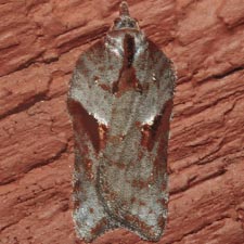 Acleris bowmanana