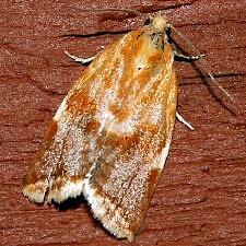 Clepsis persicana