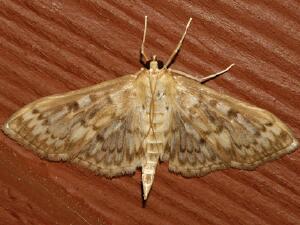 Herpetogramma aquilonalis