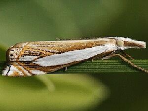 Crambus pascuella