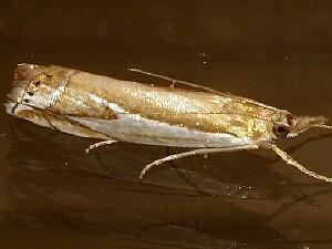 Crambus bidens