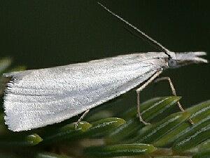 Crambus perlella