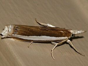 Crambus unistriatellus