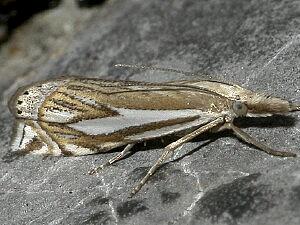 Crambus whitmerellus