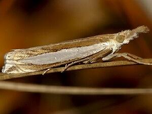 Crambus leachellus