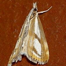 Catoptria latiradiellus