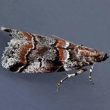 Acrobasis tricolorella