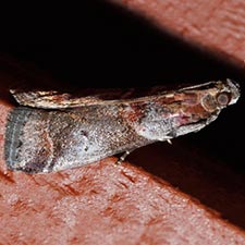 Acrobasis suavella